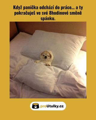 Spím jako král 👑… ale hafani v útulcích by si přáli aspoň plnou misku. 🥹 👉 Dej jim ji i ty – link v biu.