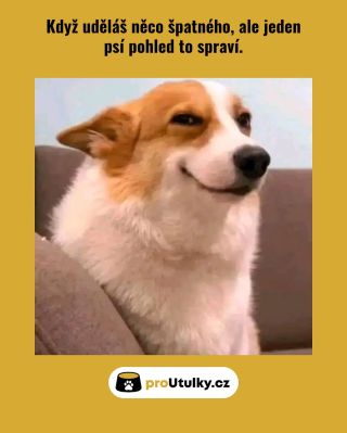 Tenhle psí pohled prostě nejde odmítnout 😌🐶 Stejně jako nejde odmítnout pomoc útulkáčkům, kteří čekají na plné misky 💛 👉...