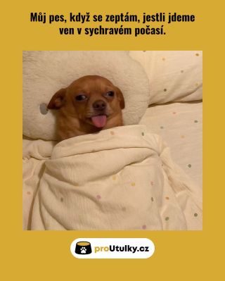 Někdy se jim nechce ven ani v sychravém počasí… a někteří pejsci tam musí být každý den. 🥺💛 Pomoz jim mít plná bříška a...