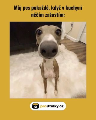 A přesně takhle čekají i útuláčci… na plnou misku a trochu lásky. 💛 👉 Pomoci můžete i vy – odkaz v biu! Protože oni to...