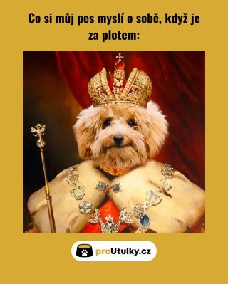 Co si můj pes myslí o sobě, když je za plotem… 👑 A v útulcích čekají ti, kteří by královský pocit potřebovali nejvíc. 👉...