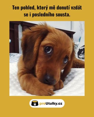 Ten pohled, který roztaví i ledové srdce 🥹💛 V útulcích ho vídáme každý den – naději, laskavost a touhu po plné misce....