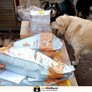 Každý váš dar mění život pejskům ze @srdcem.psum k lepšímu. Děkujeme, že na ně myslíte. 🐶💛 👉 Pomoci můžete přes odkaz v biu.